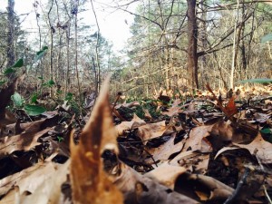 12336275_10208404729025815_237016869_n