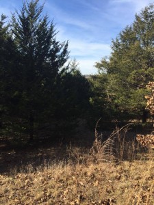 12346745_10208404732945913_1297183421_n