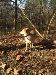 12346897_10208404731905887_2098719484_n