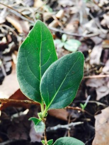 12366534_10208404727625780_1153328342_n