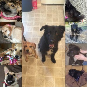 puppies, dogs, girls, love, paws