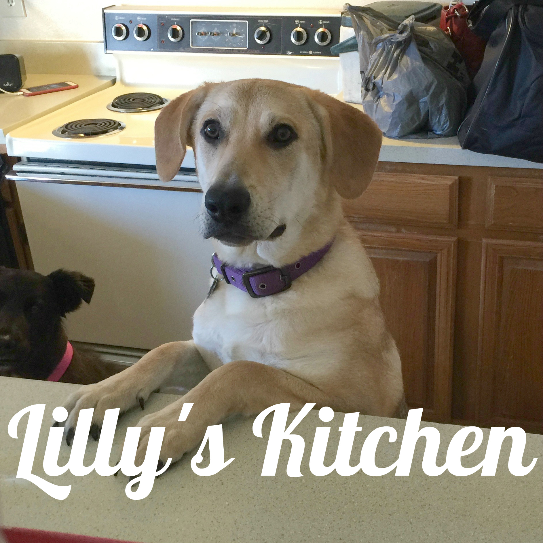 puppy, kitchen, cooking, helper, chef