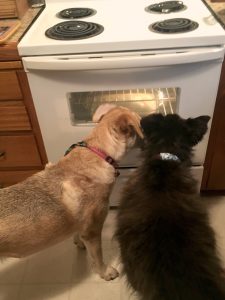 oven, puppies, dogs, watch, bake